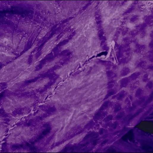 Ancient Siberian Ice Mummy Reveals Stunning 2,500-Year-Old Tattoos