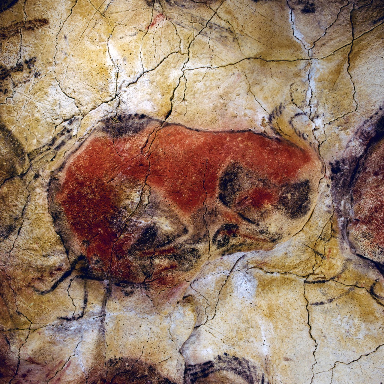 Bison The ceiling with the Polychrome Bison. Museo de Altamira. Photo P. Saura. https://www.bradshawfoundation.com/spain/altamira/index.php